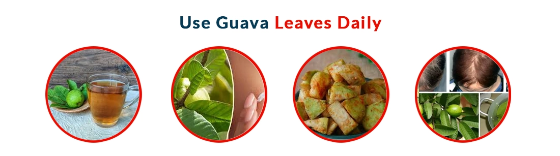 How do you Use Guava Leaves in Daily Life